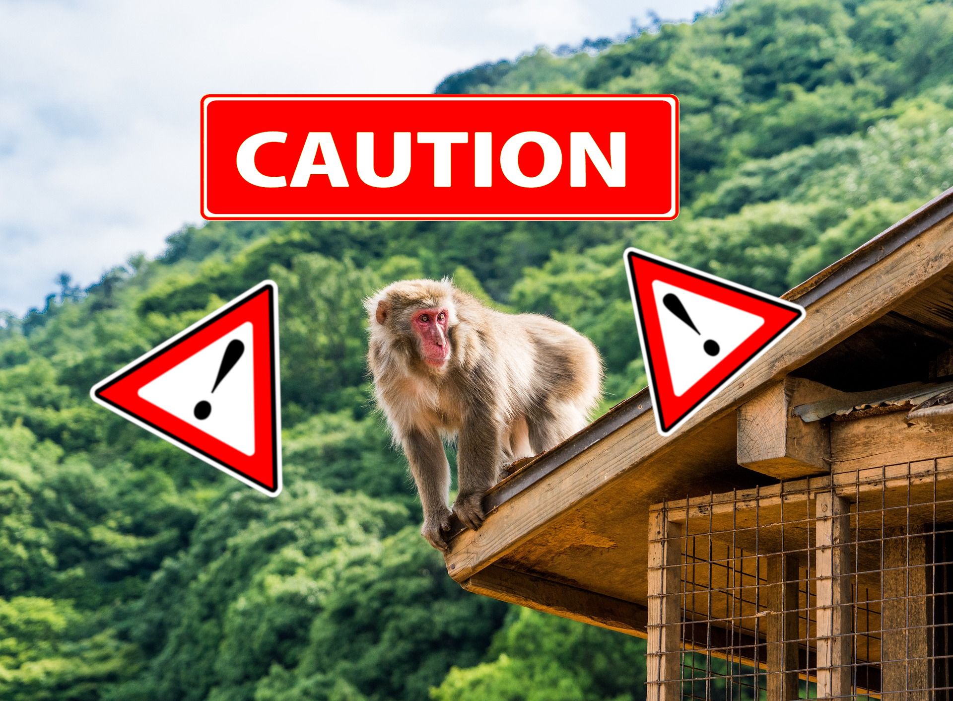 Ataques de monos a turistas en Kioto